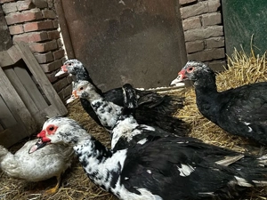 Rate mute  - imagine 3