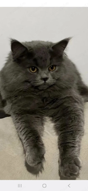 British Long si British Short Hair - imagine 3