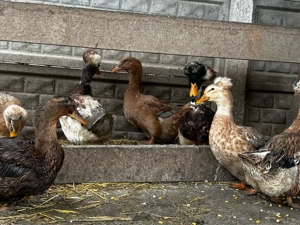 Rate moțate  - imagine 3