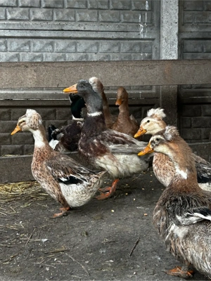 Rate moțate  - imagine 4