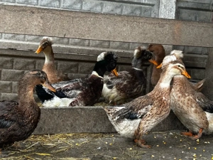 Rate moțate  - imagine 2