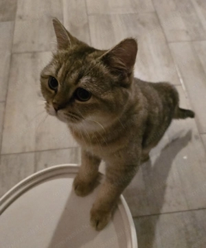 British Long si British Short Hair - imagine 4