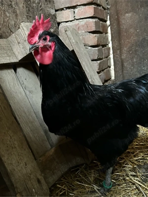 Cocoș Australorp  - imagine 2