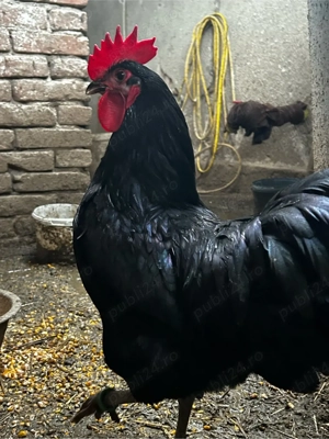 Cocoș Australorp 