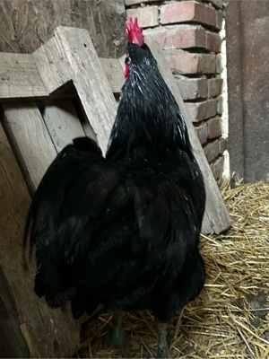 Cocoș Australorp  - imagine 3