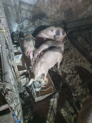 vând purceii  - imagine 2