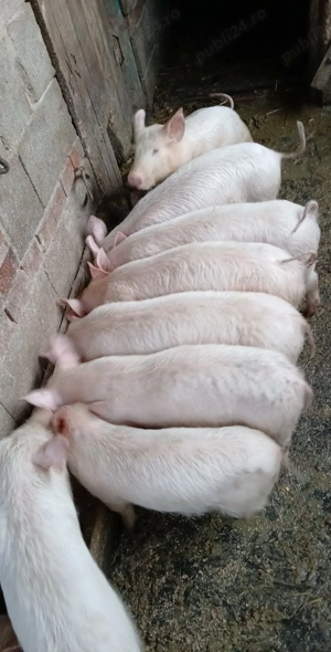 Purcei și șoldani de vânzare  - imagine 2