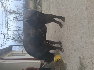 Vând taur de bivol in vârstă de 4 ani, bun pentru prasilă sau pentru sacrificat - imagine 3