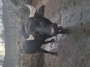 Vând taur de bivol in vârstă de 4 ani, bun pentru prasilă sau pentru sacrificat - imagine 2