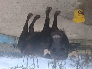 Vând taur de bivol in vârstă de 4 ani, bun pentru prasilă sau pentru sacrificat - imagine 4