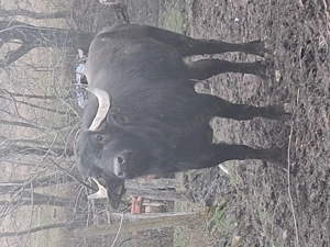 Vând taur de bivol in vârstă de 4 ani, bun pentru prasilă sau pentru sacrificat