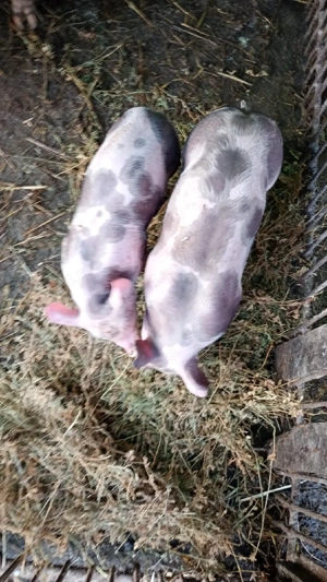 Vând 3 purcei  - imagine 2