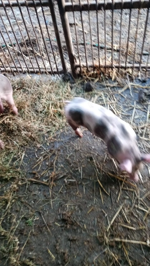 Vând 3 purcei  - imagine 4