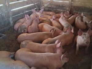 vând soldani 60-70 kg (masculi castraţi) - imagine 2