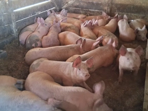 vând soldani 60-70 kg (masculi castraţi)