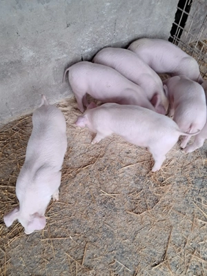 Purcei landrace de vinzare - imagine 4