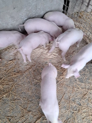 Purcei landrace de vinzare - imagine 3