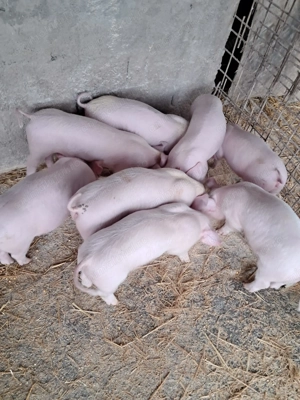 Purcei landrace de vinzare - imagine 2