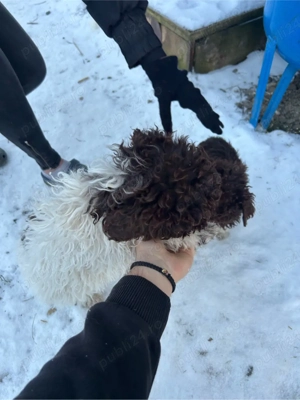 Vand pui de lagotto romagnolo  - imagine 2