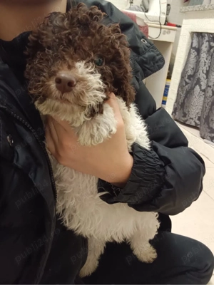 Vand pui de lagotto romagnolo  - imagine 3