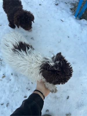 Vand pui de lagotto romagnolo  - imagine 4
