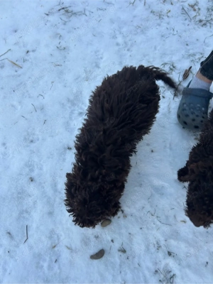 Vand pui de lagotto romagnolo  - imagine 5