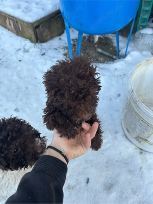Vand pui de lagotto romagnolo 