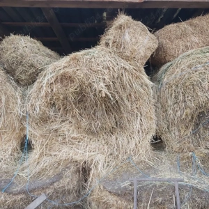 baloti de lucerna mari 