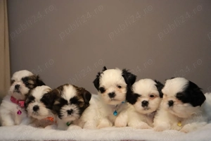 Vand pui shitzu 7 săptămâni  - imagine 3