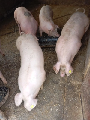 Purcei de vânzare. - imagine 3