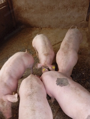 Purcei de vânzare. - imagine 4