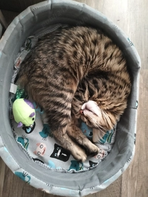 Norvegiană de Pădure  - imagine 2