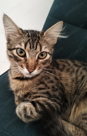 Norvegiană de Pădure  - imagine 4