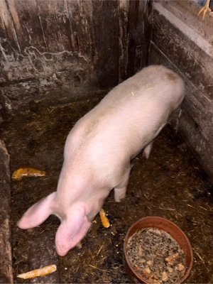 Vand porc  - imagine 2