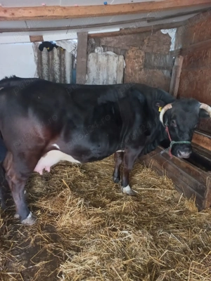 Vaca de vanzare judetul Timis