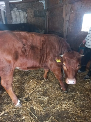 Vaca de vanzare, din judetul Timis 