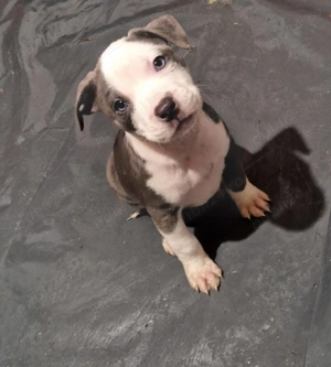 În căutare de casă nouă 