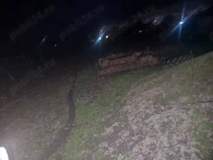 Vând casă in Dorobanți jud Arad  - imagine 4