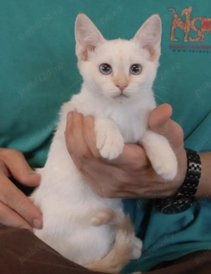 Ragdoll fetiță și băițel 