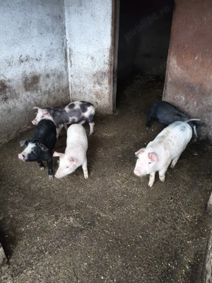 vand purcei - imagine 3