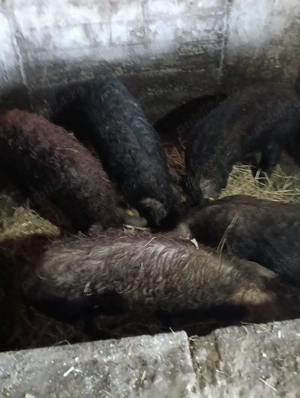 Vand vier rasa managalita, duroc, marele alb, pietran