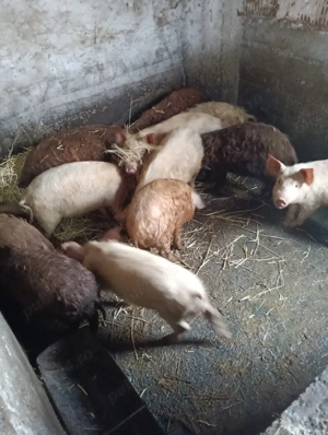 Vand vier rasa managalita, duroc, marele alb, pietran - imagine 2