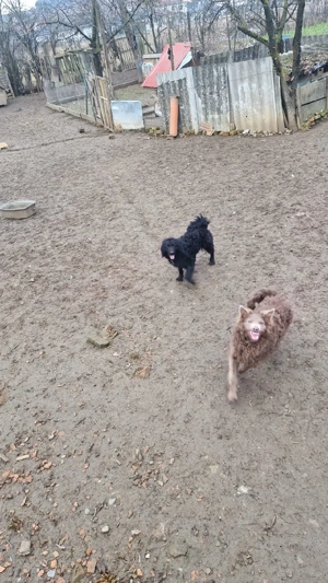 Vănd câini de inturnat oile - imagine 5