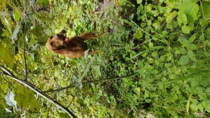 Căței Vizjla Maghiara - imagine 2