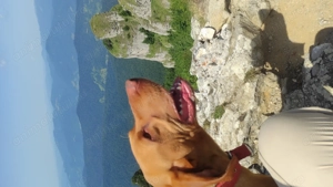 Căței Vizjla Maghiara - imagine 3