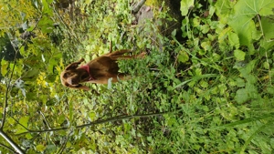 Căței Vizjla Maghiara