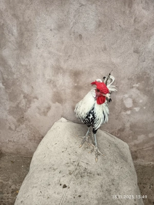 Cocos de Hamburg.Schimb troc - imagine 2