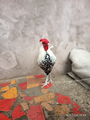 Cocos de Hamburg.Schimb troc - imagine 4