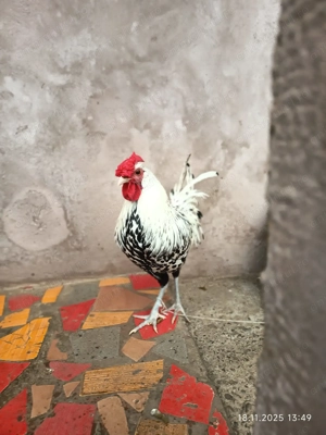 Cocos de Hamburg.Schimb troc - imagine 5