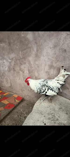 Cocos de Hamburg.Schimb troc - imagine 3